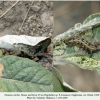 vanessa cardui pyatigorsk larva5 4